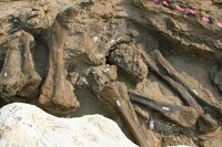Bones of another sauropod in situ at the Dana Quarry.